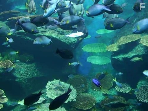 How Stuff Works (2008)