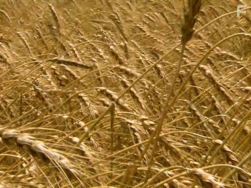 How Stuff Works (2008)