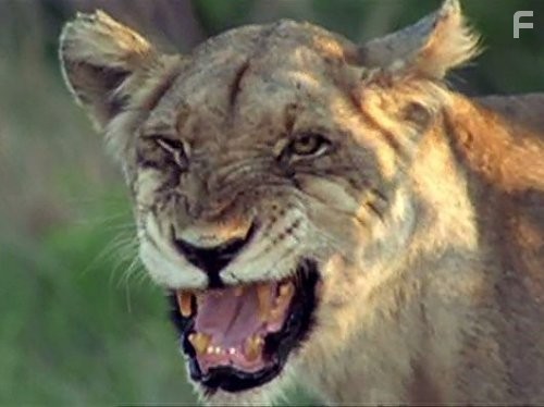 Prehistoric Predators: Sabertooth Cat (2007)