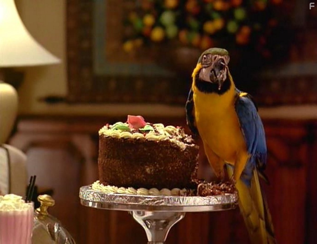 The Real Macaw (1998)