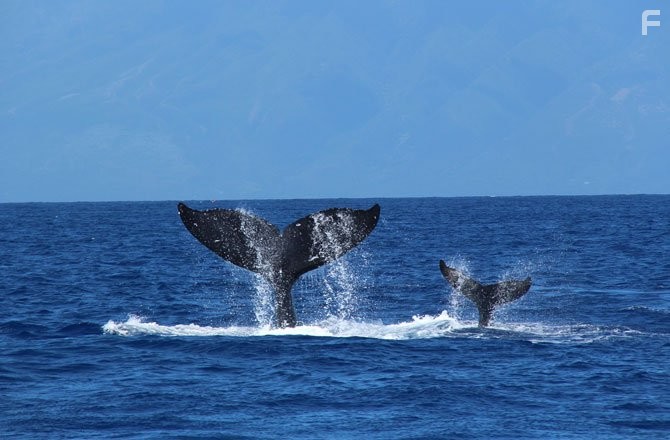Humpback Whales (2015)