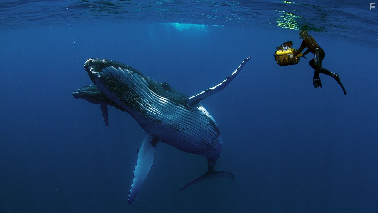 Humpback Whales (2015)
