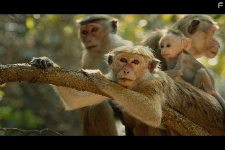 Королевство обезьян (2015)