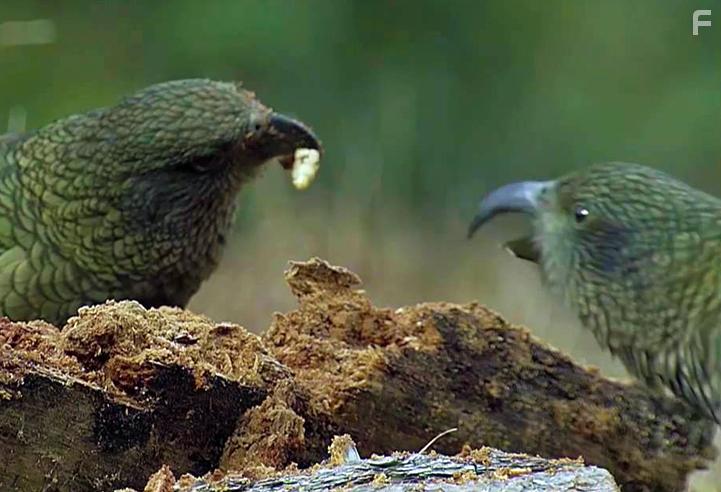 Erlebnis Erde: Superhirn im Federkleid - Kluge Vgel im Duell (2013)