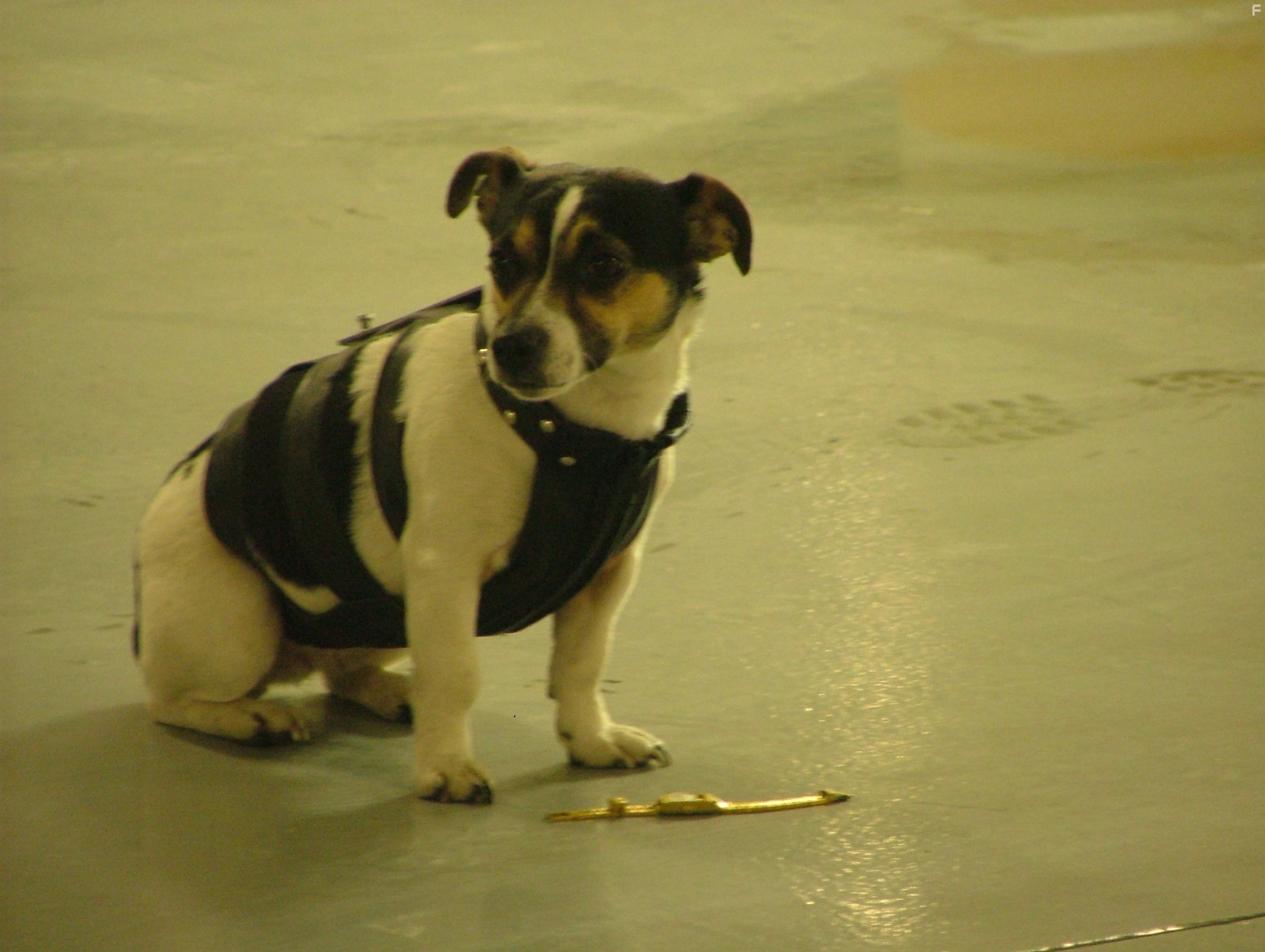 Shut Up and Shoot Me (2005)