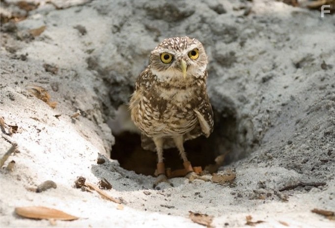 Крик совы (2006)