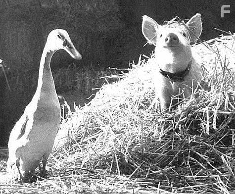 Babe: Pig in the City (1998)