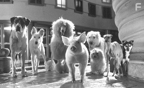 Babe: Pig in the City (1998)