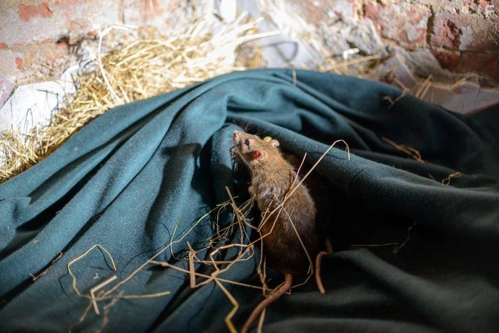 Екатерина великая #20