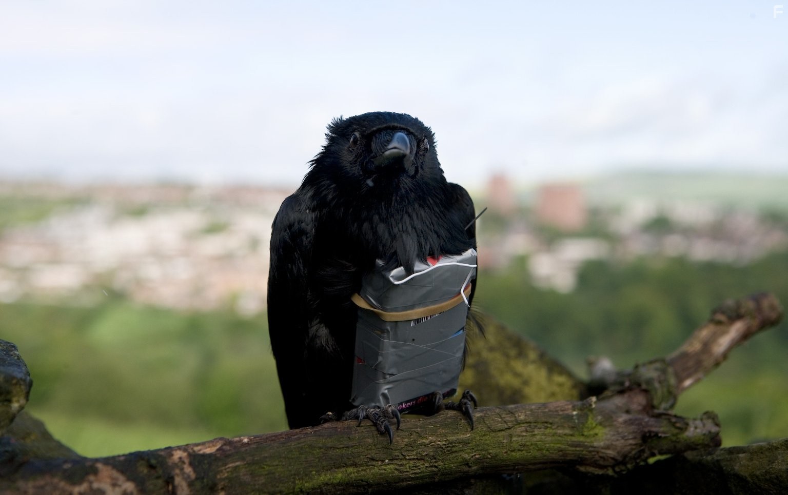 Четыре льва