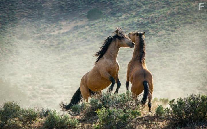 Planet Earth II (2016)