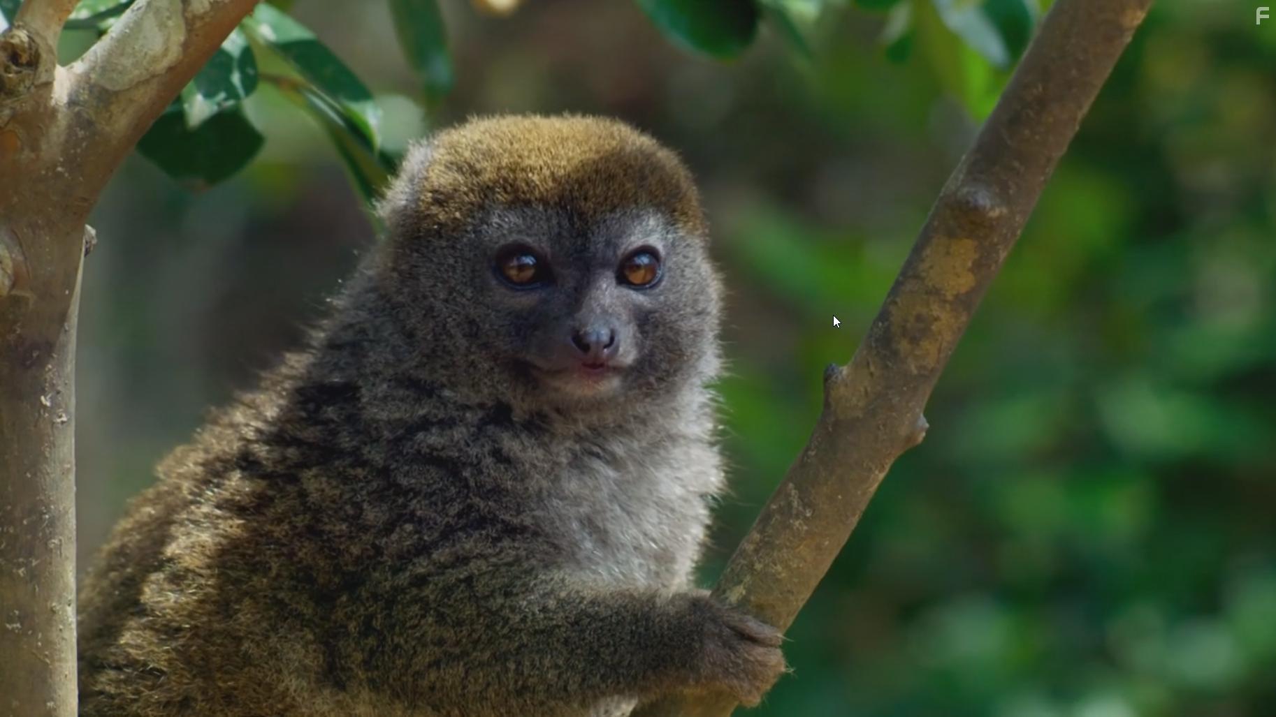 Planet Earth II (2016)