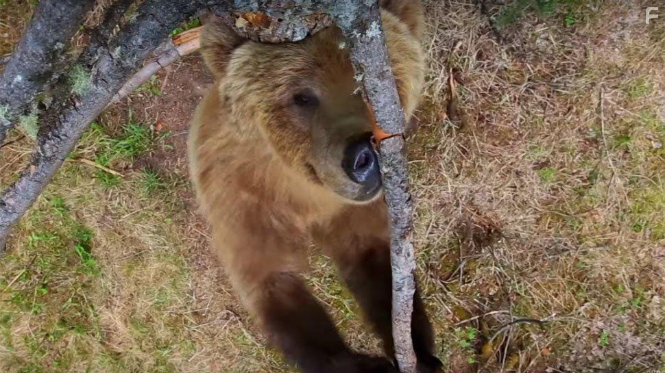 Planet Earth II (2016)