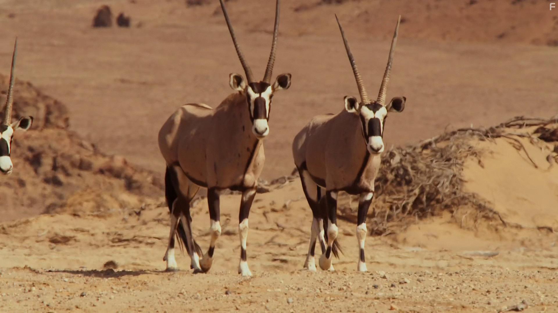 Planet Earth II (2016)