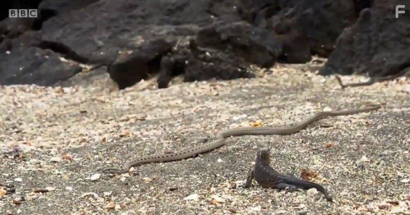 Planet Earth II (2016)