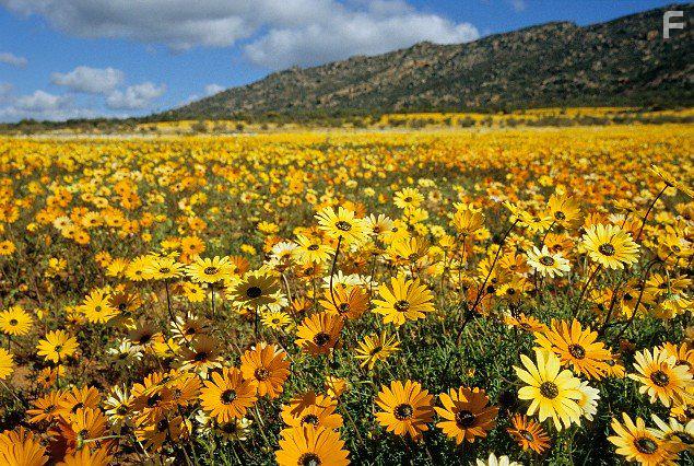 Planet Earth II (2016)