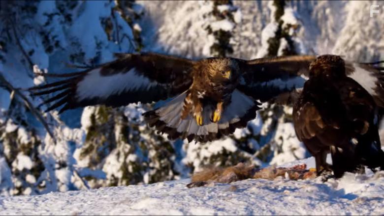 Planet Earth II (2016)