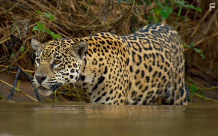 Planet Earth II (2016)