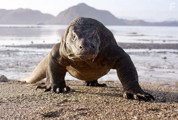 Planet Earth II (2016)