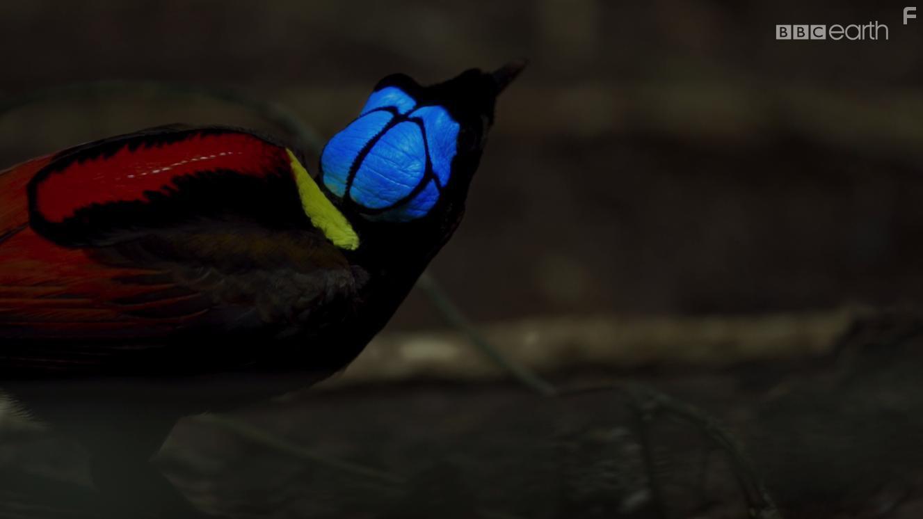 Planet Earth II (2016)