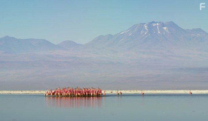 David Attenborough in Planet Earth II (2016)