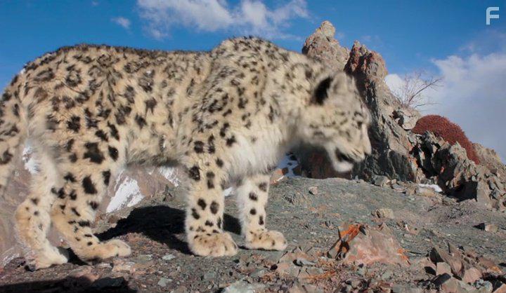 David Attenborough in Planet Earth II (2016)