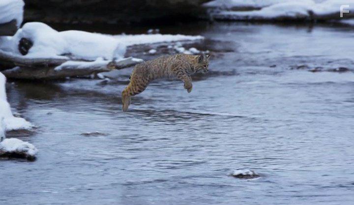 David Attenborough in Planet Earth II (2016)