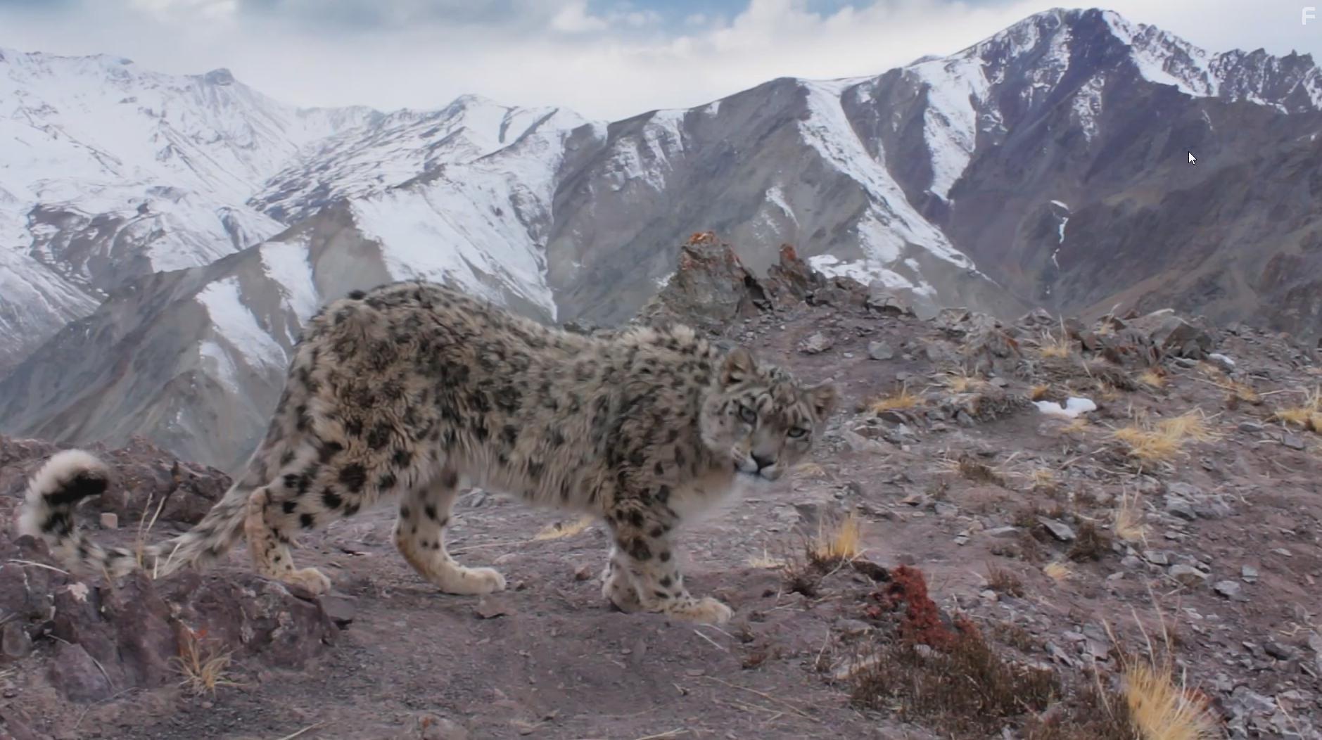 Planet Earth II (2016)