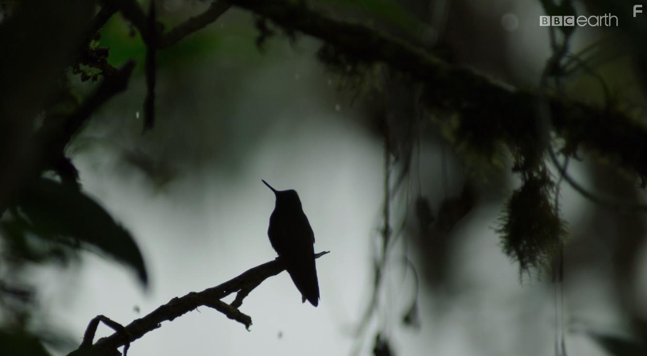 Planet Earth II (2016)