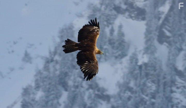 David Attenborough in Planet Earth II (2016)