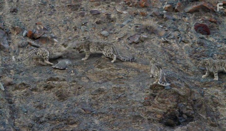 David Attenborough in Planet Earth II (2016)