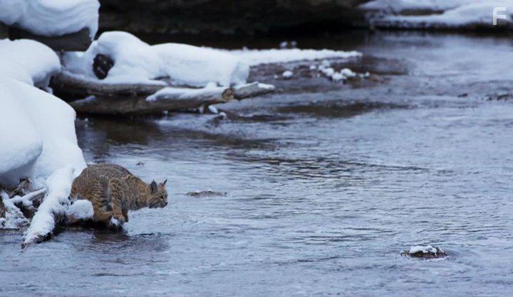 David Attenborough in Planet Earth II (2016)