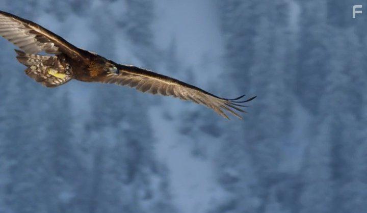 David Attenborough in Planet Earth II (2016)