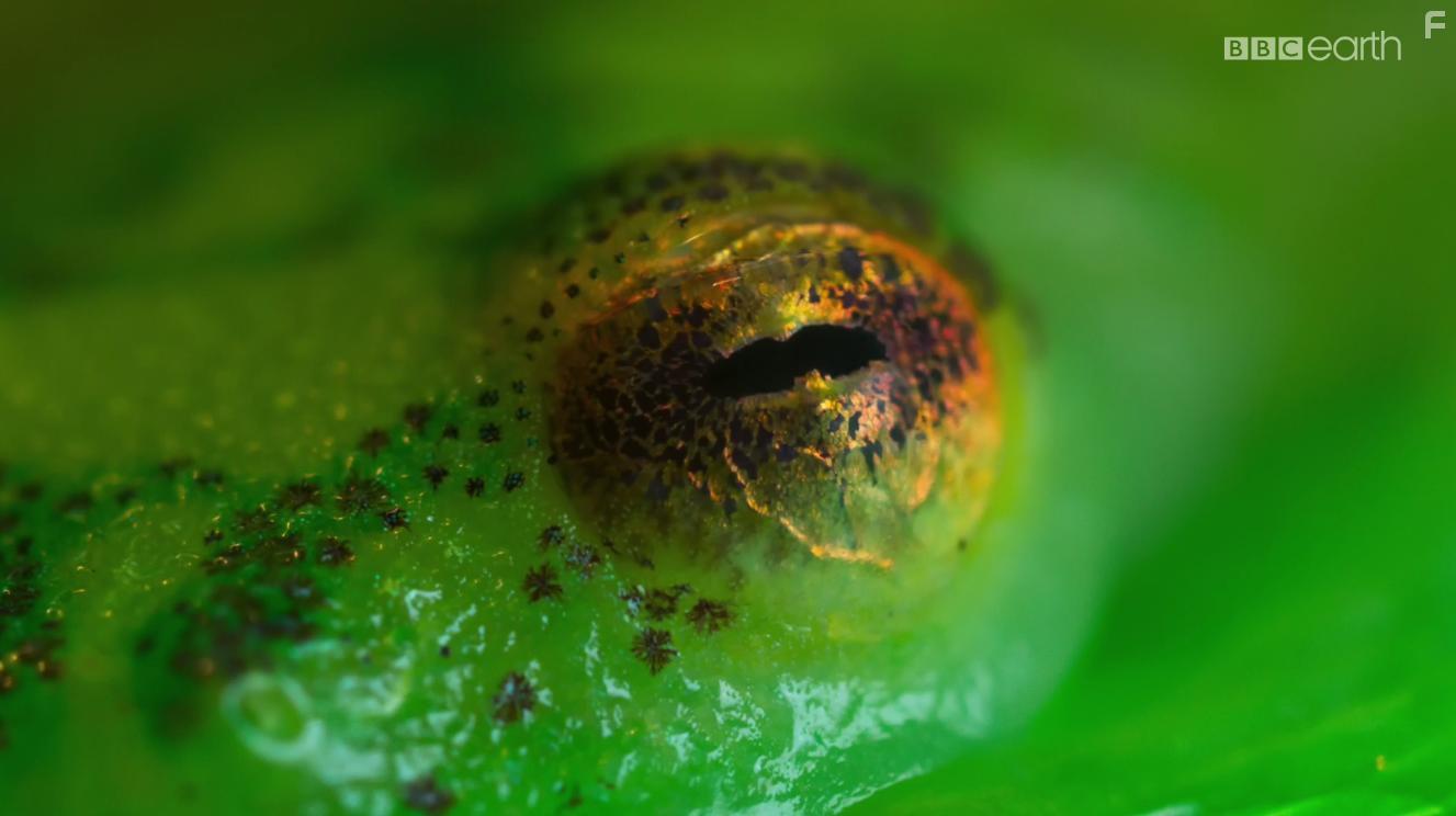 Planet Earth II (2016)