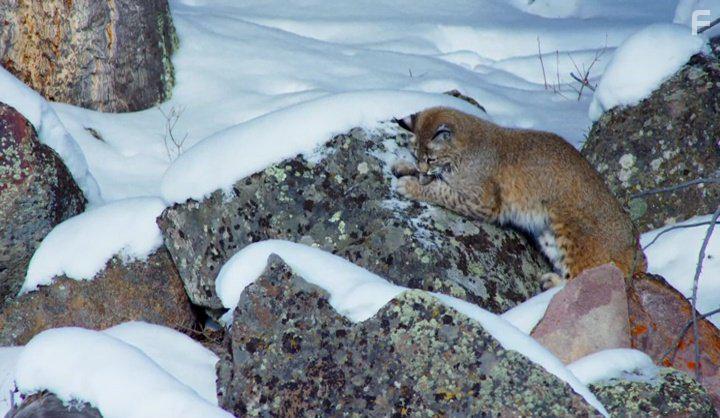 David Attenborough in Planet Earth II (2016)