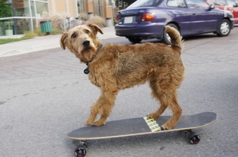 Пожарный пес (2007)