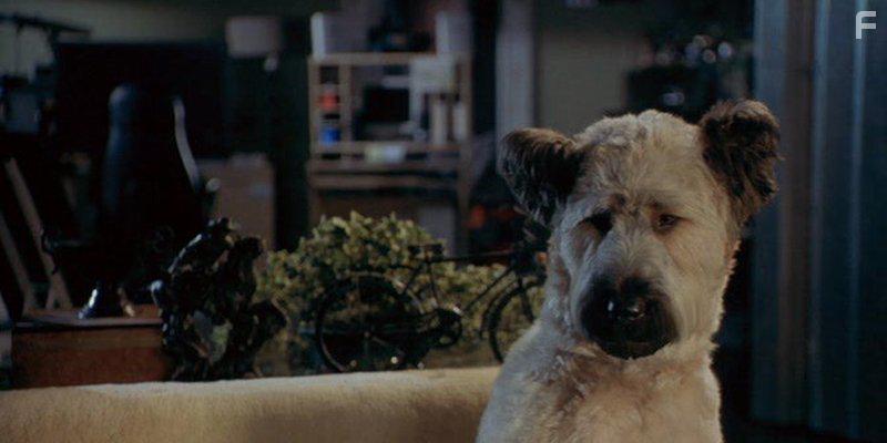 Пес – каратист #3