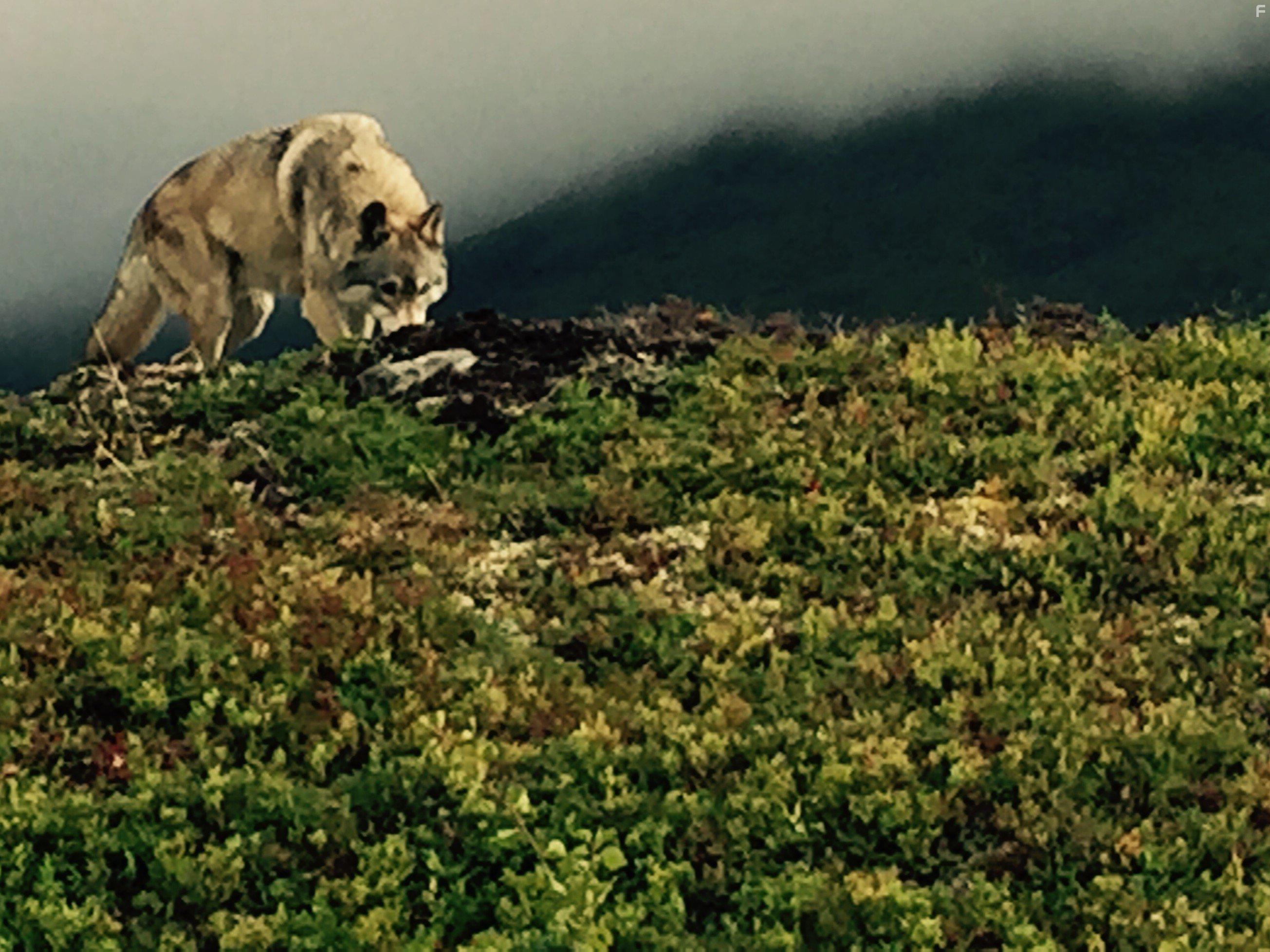 Полуночное солнце