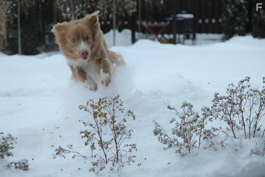 Улыбка лиса #14