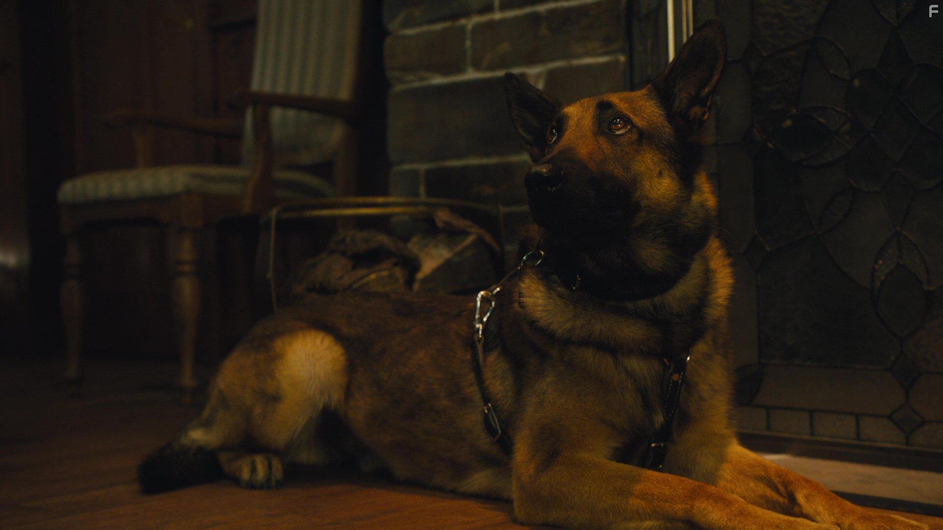 Max 2: White House Hero (2017)