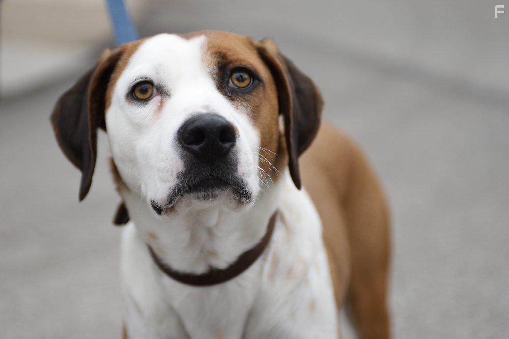 Samm Hodges and Ned the Dog in Downward Dog (2017)
