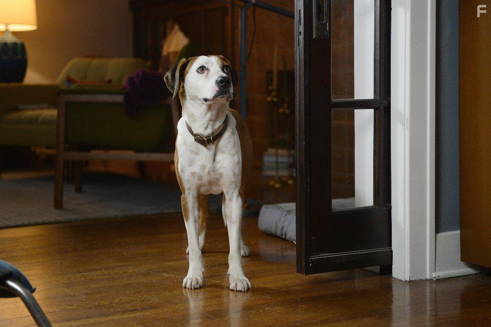 Samm Hodges and Ned the Dog in Downward Dog (2017)