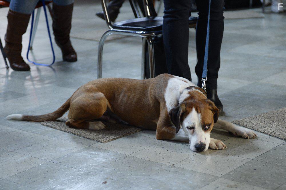Samm Hodges and Ned the Dog in Downward Dog (2017)
