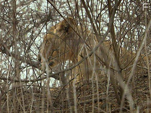 Secrets of Wild India (2012)