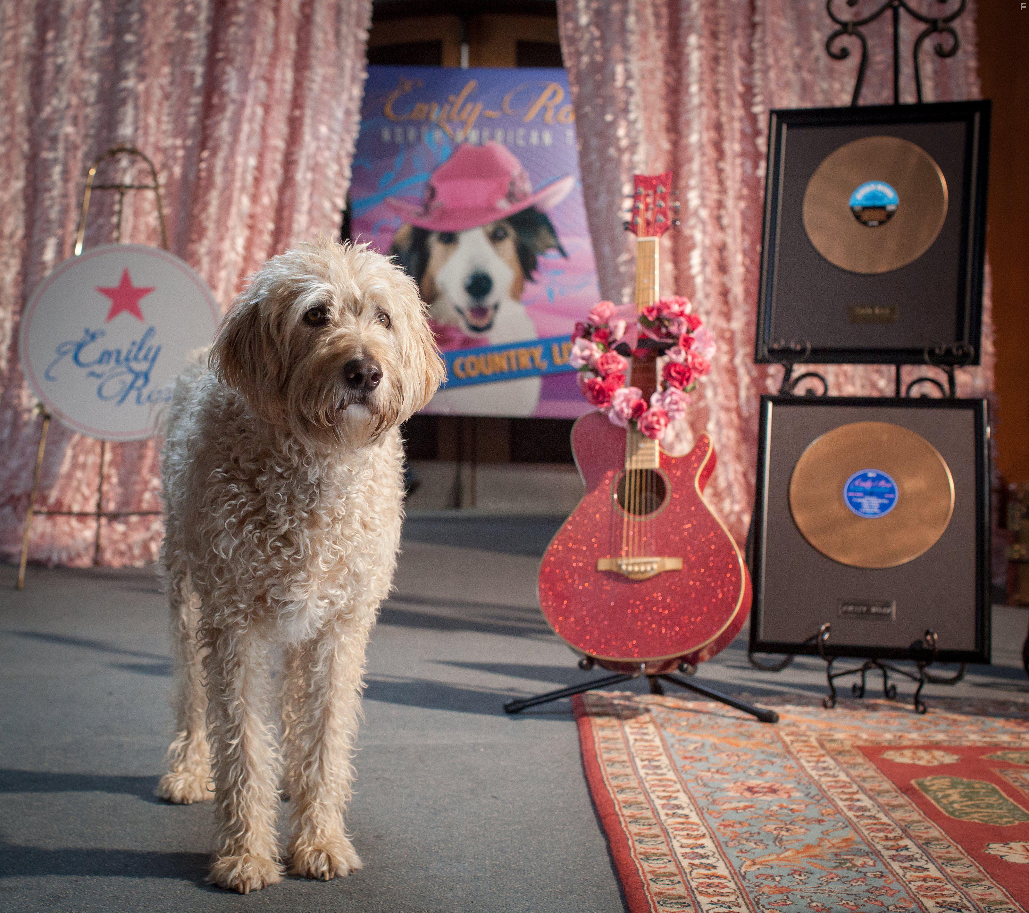Tom Everett Scott in Pup Star (2016)