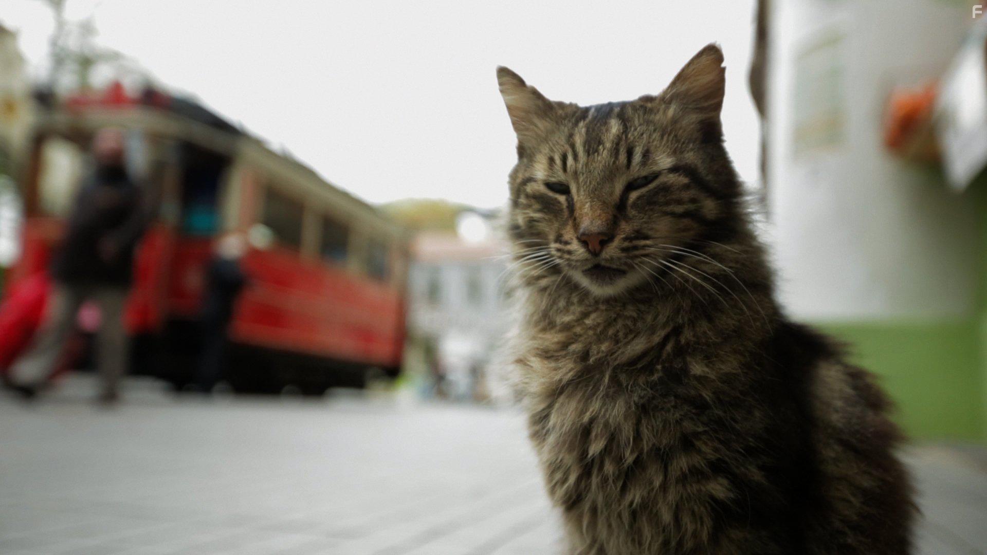 Kedi (2016)