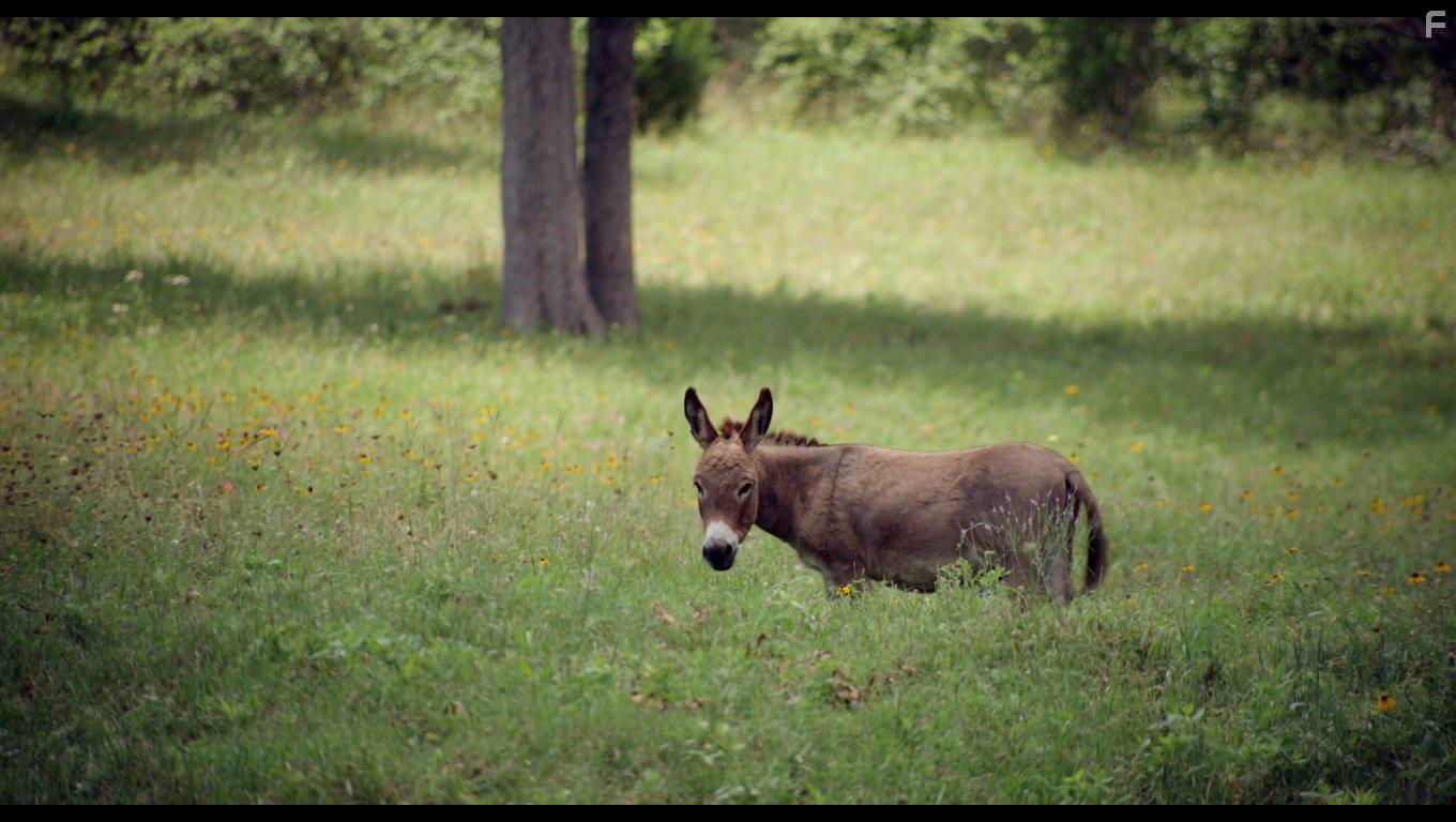 Amanda & Jack Go Glamping (2017)