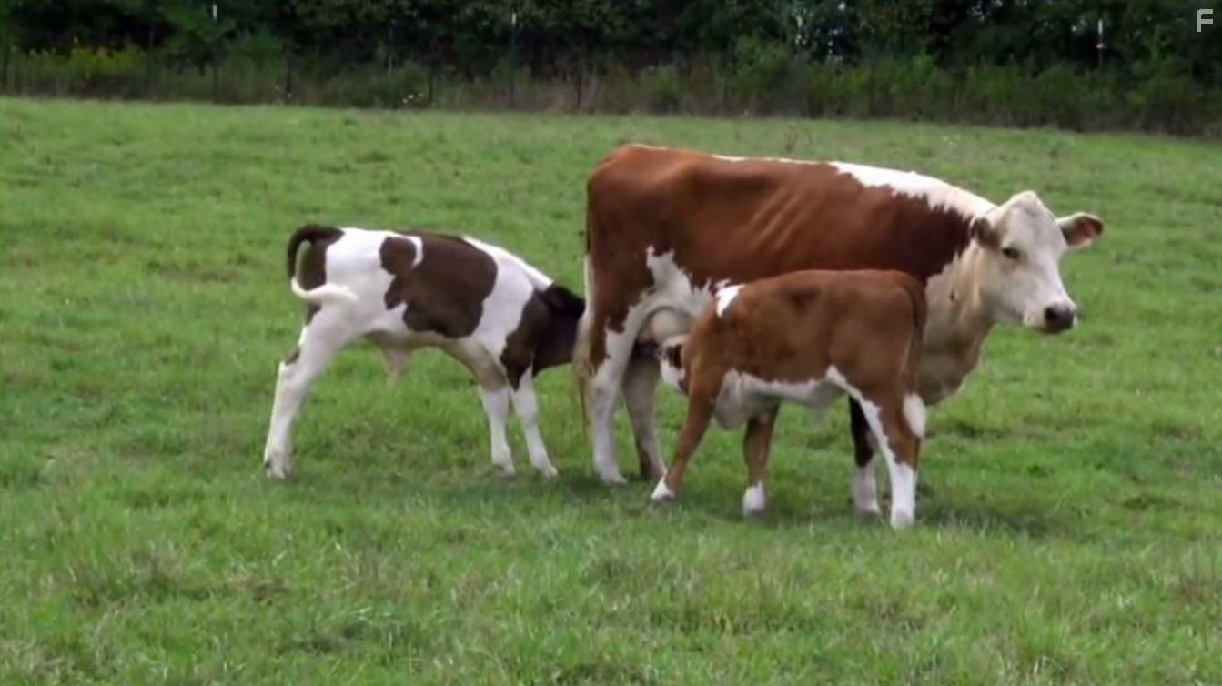 PlantPure Nation (2015)