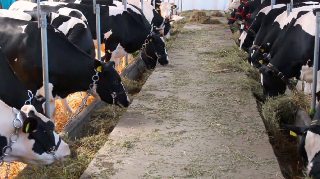 PlantPure Nation (2015)