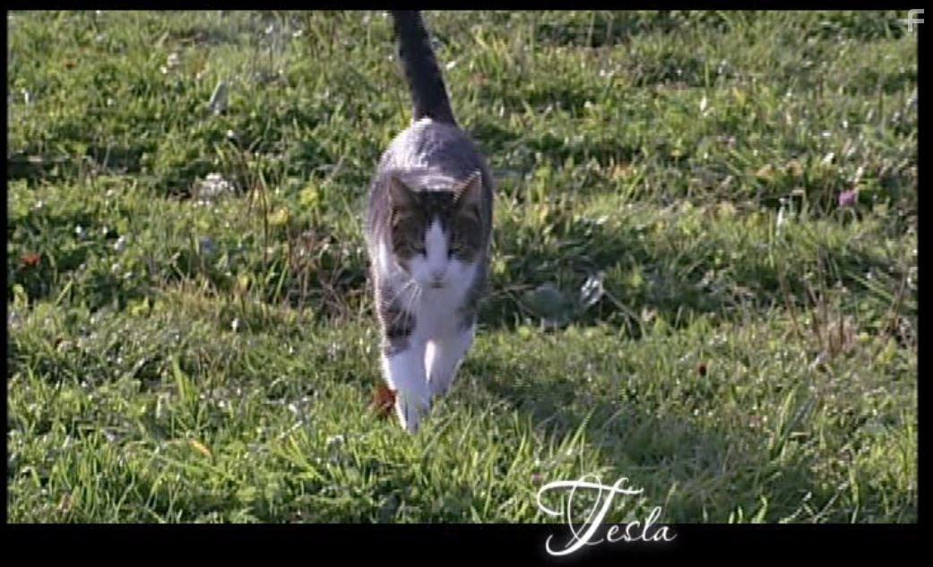 Peaceable Kingdom: The Journey Home (2009)